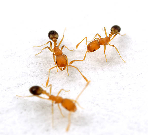 Anda perlu menggunakan gel di tempat di mana semut sering bergerak.